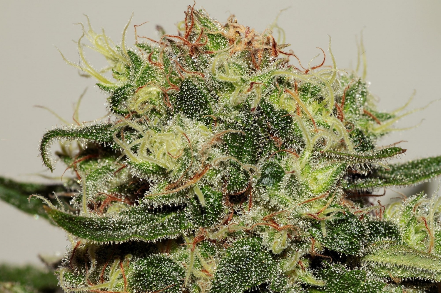 Critical Mass CBD Marijuana Seeds