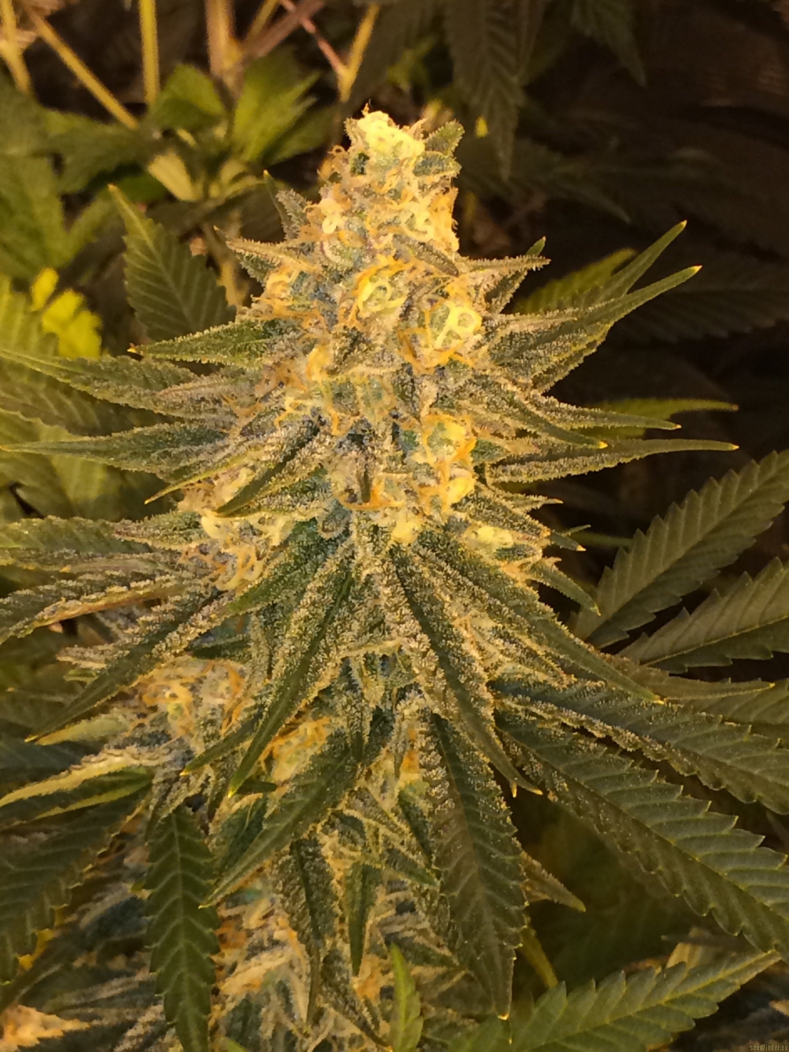 Critical Sensi Star by Delicious Seeds