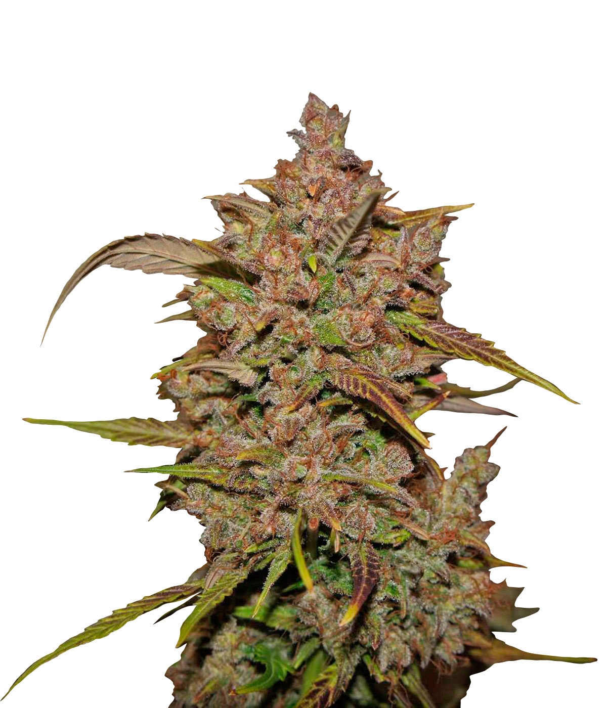 Crystal METH Marijuana Seeds