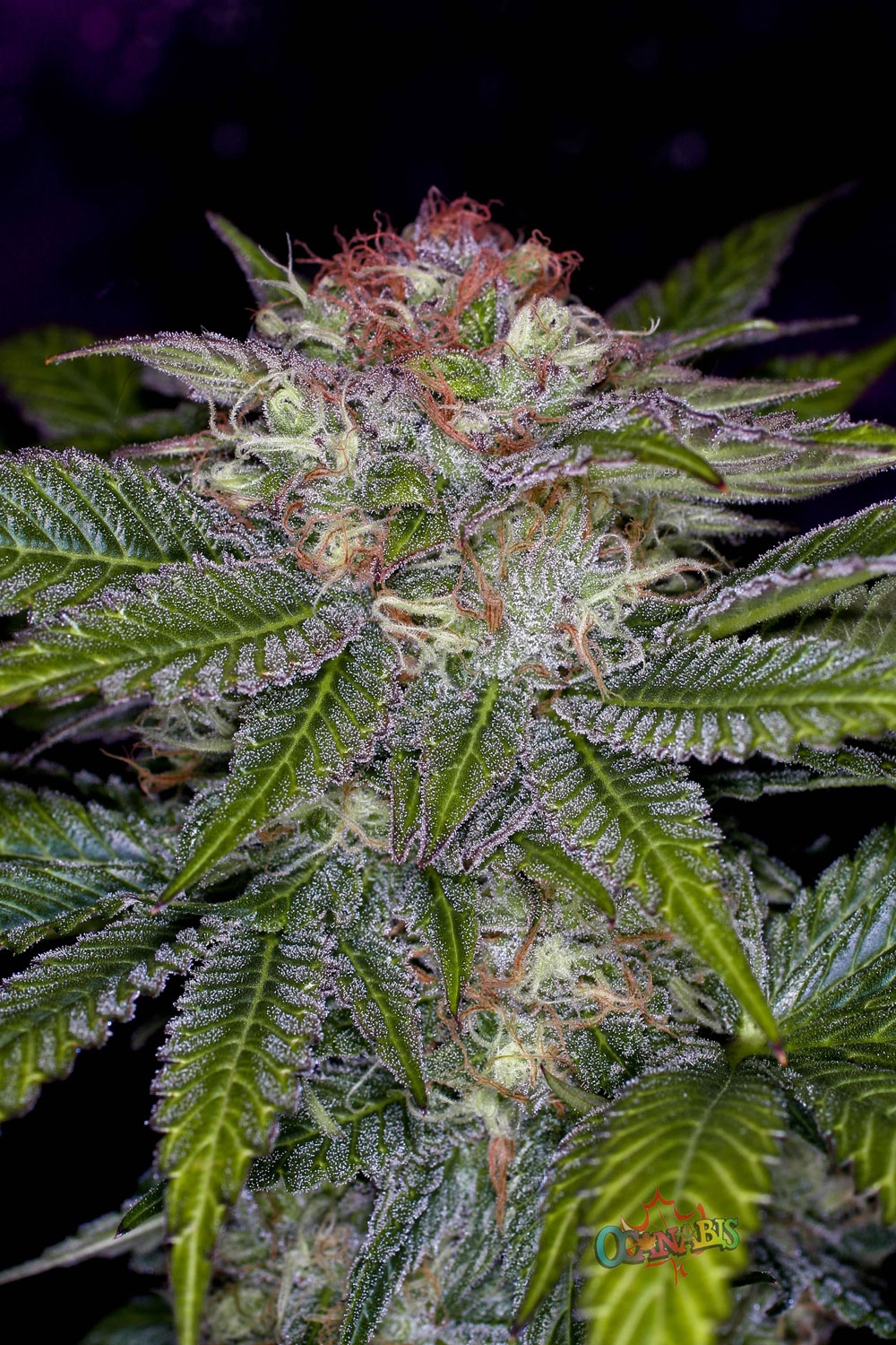 Deep Purple Marijuana Seeds