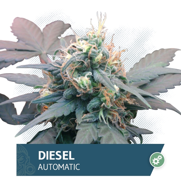 Diesel Automatic Marijuana Seeds
