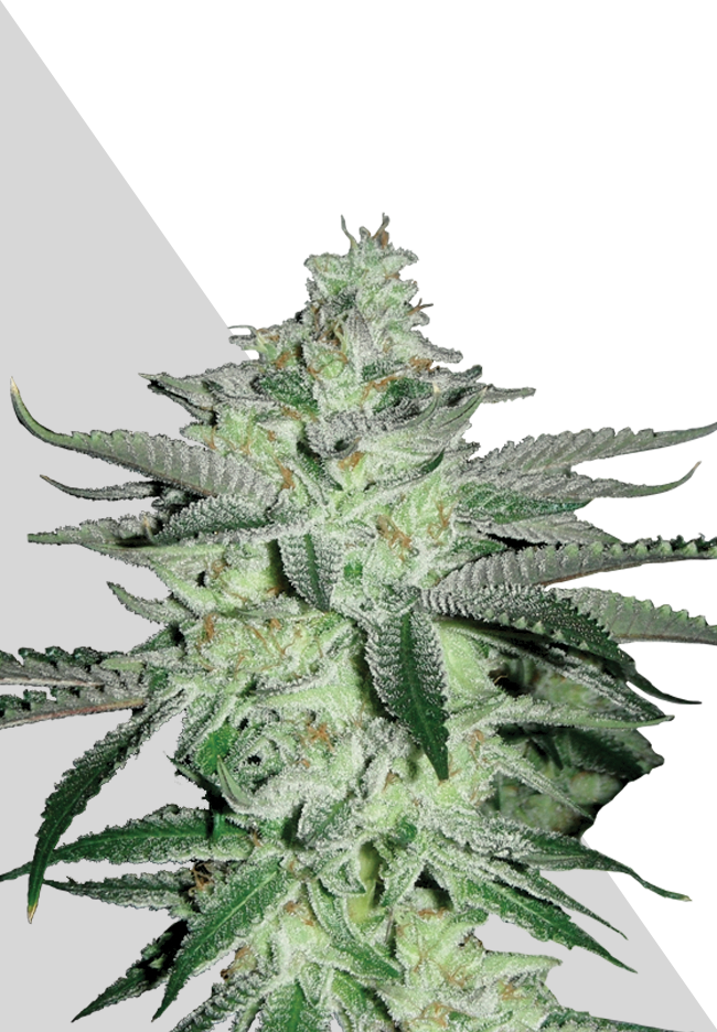 Diesel Berry Automatic by Auto Seeds