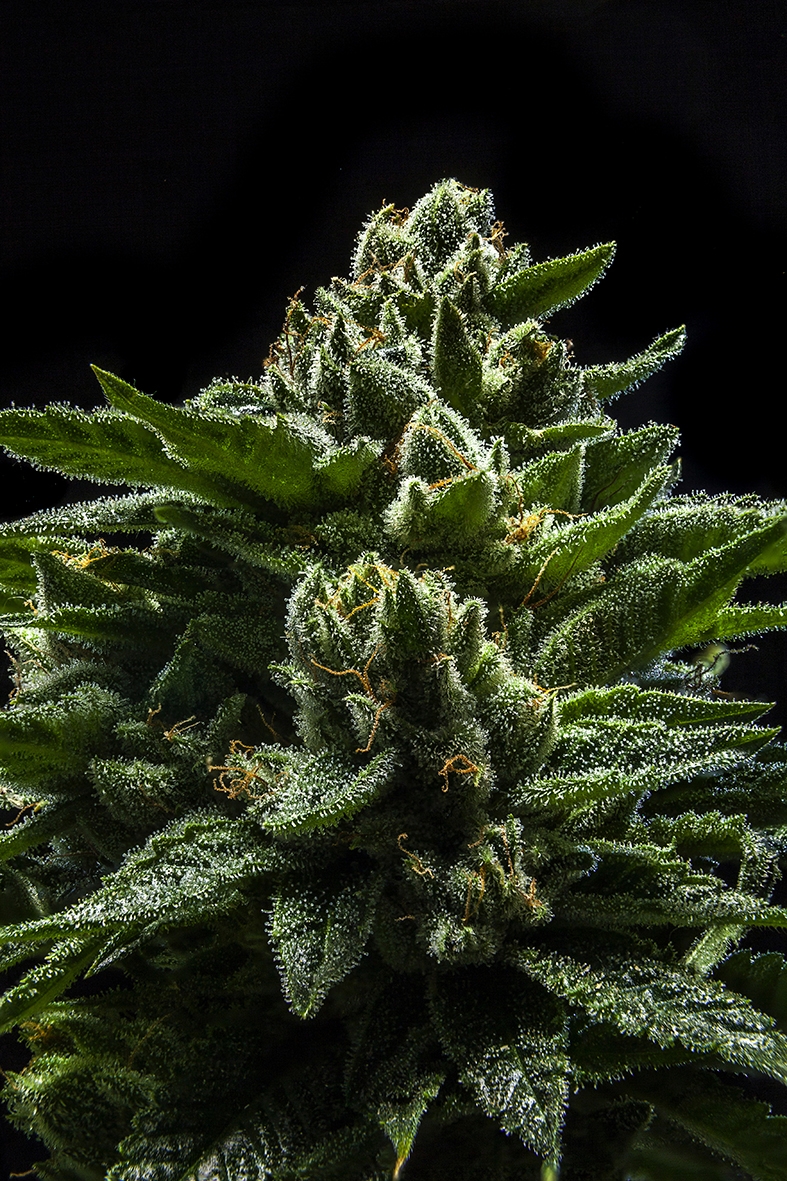 Do-G Marijuana Seeds