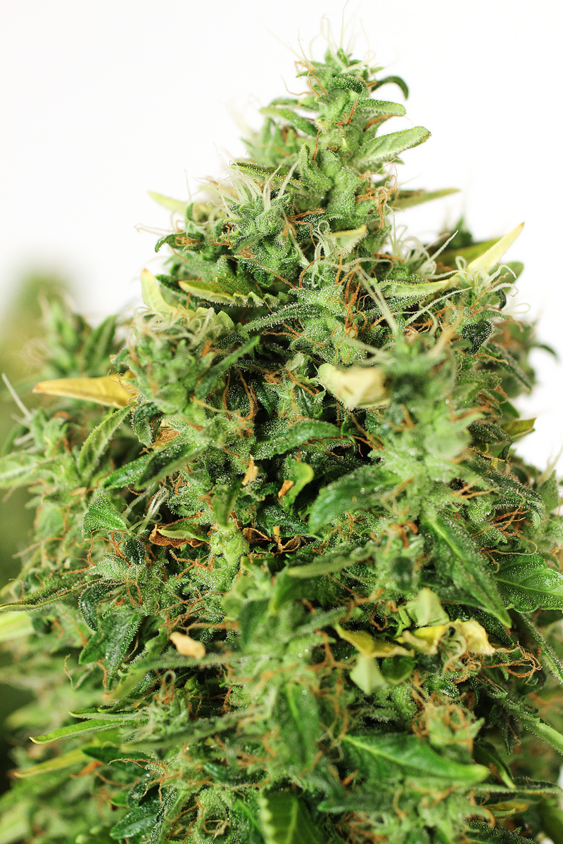 Doctor&#039;s Choice #1 Marijuana Seeds