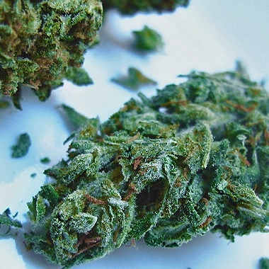 Double Berry Marijuana Seeds