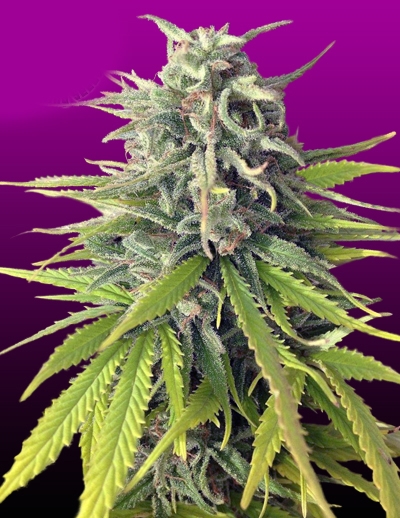 Durban Poison by Crop King Seeds