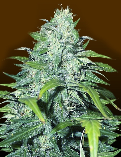 Dwarf Low Flyer Marijuana Seeds