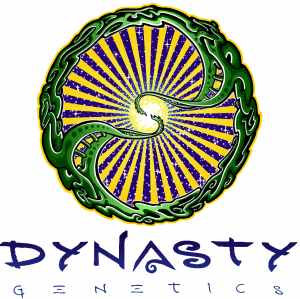 Drizella by Dynasty Seeds