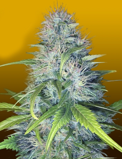 Early Miss by Crop King Seeds