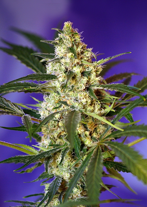 Fast Bud Auto by Sweet Seeds