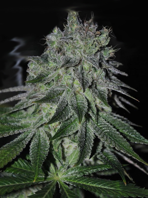Fast Caramelic by Anesia Seeds