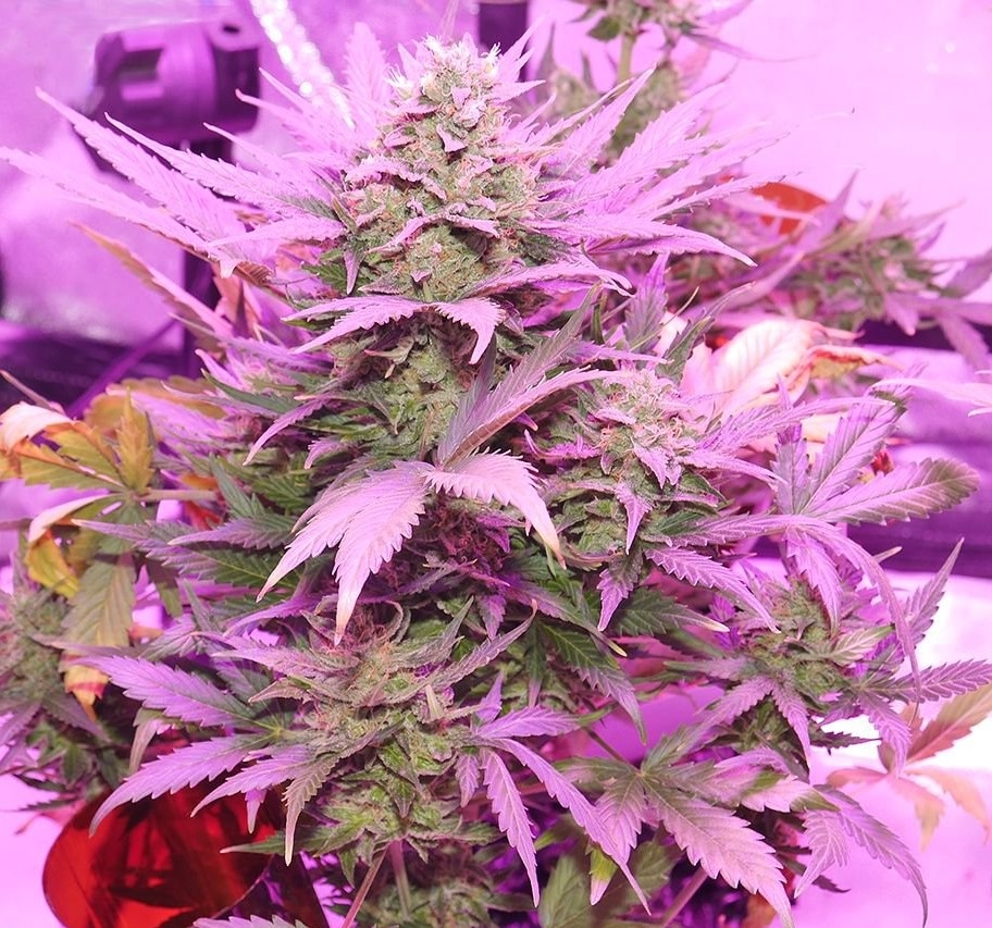 Flash Babylon Marijuana Seeds