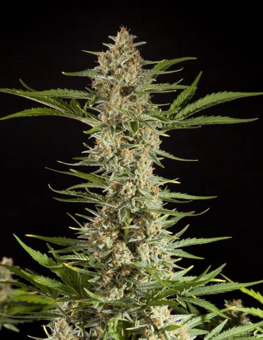 Fraggle Skunk Auto by Philosopher Seeds