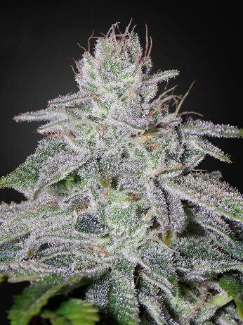 Franco&#039;s Lemon Cheese by Green House Seeds