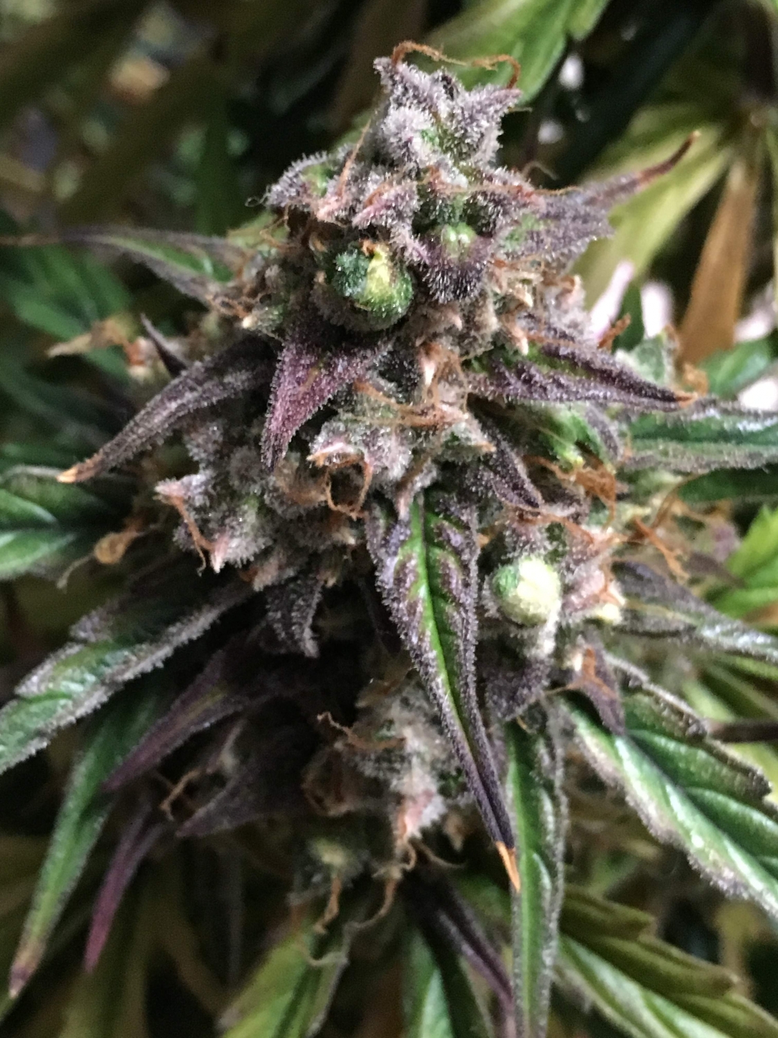 Fruit Punch Auto by Heavyweight Seeds