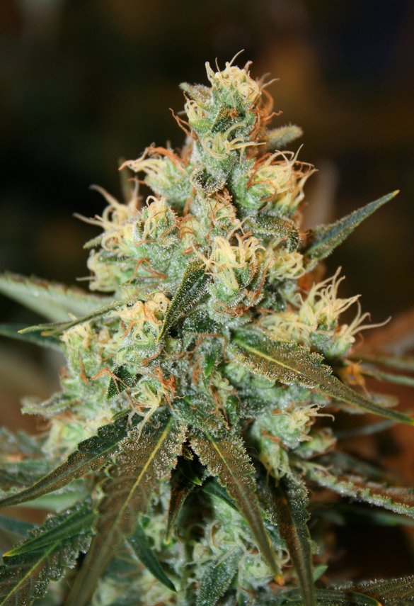 Fruity Chronic Juice by Delicious Seeds