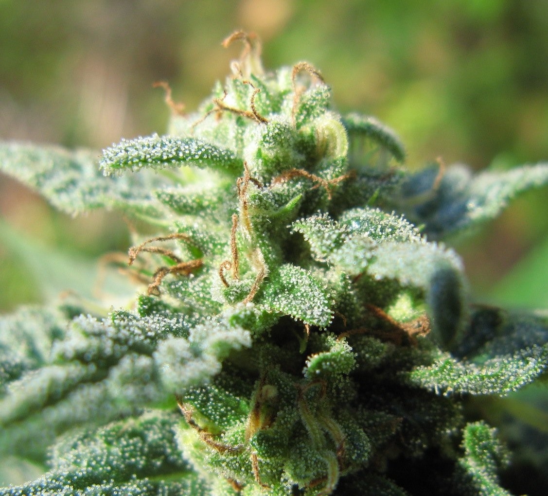 Fruitylicious Marijuana Seeds