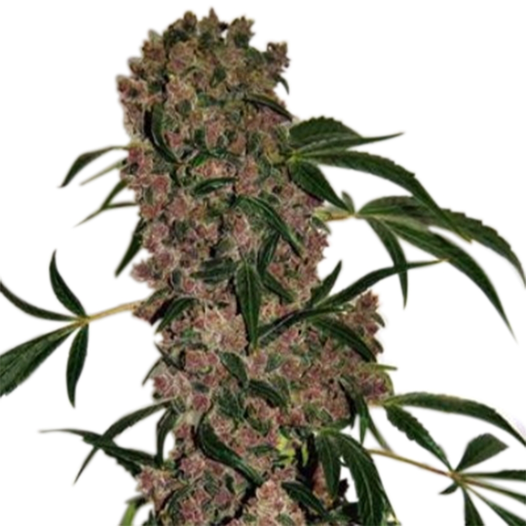 Girl Scout Cookies Extreme Marijuana Seeds