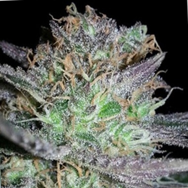 Girl Scout Cookies by Feminised Seeds Company
