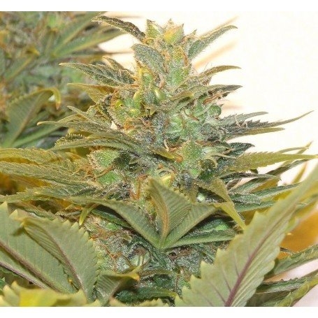 Girl Scout Cookies Feminized by PEV Grow