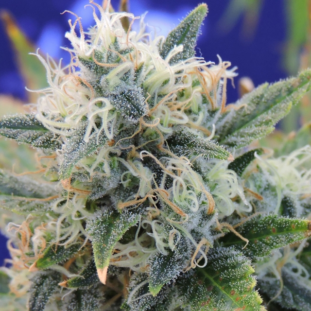 Girl Scout Cookies Feminized Seeds by 
