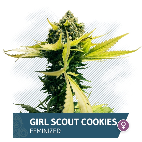 Girl Scout Cookies Marijuana Seeds