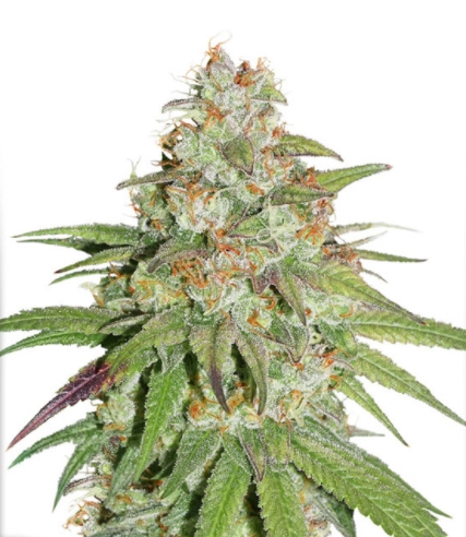 Glueberry O.G. Marijuana Seeds