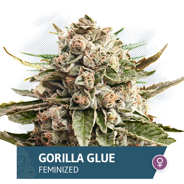 Gorilla Glue Marijuana Seeds