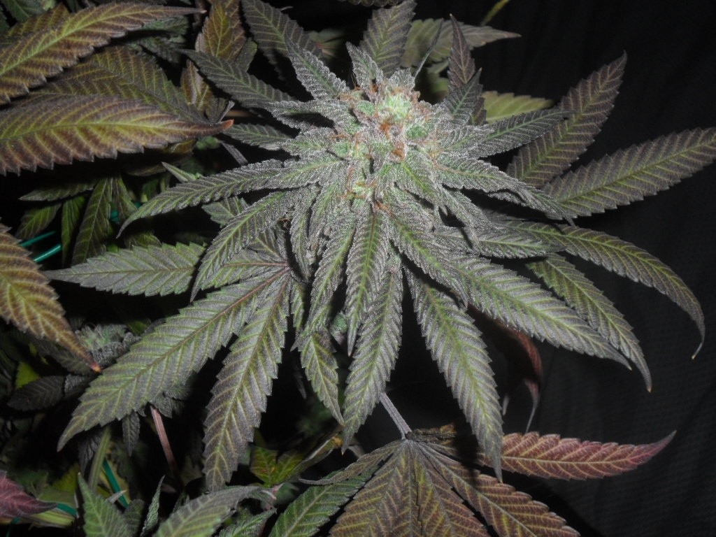 GMO x Sherb Crasher Marijuana Seeds by Seed Junky Genetics. 
