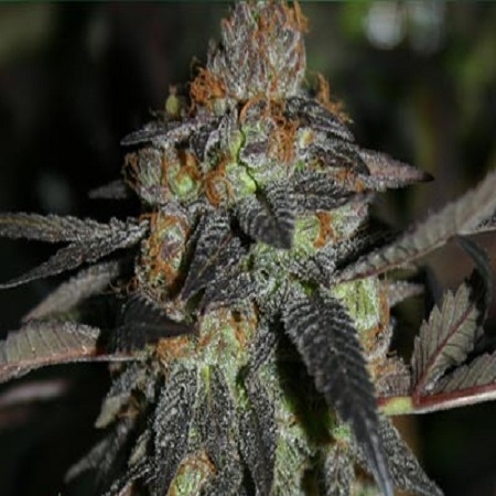 Grandaddy White Marijuana Seeds