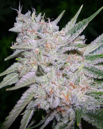 Grape Punch by B.O.G. Seeds