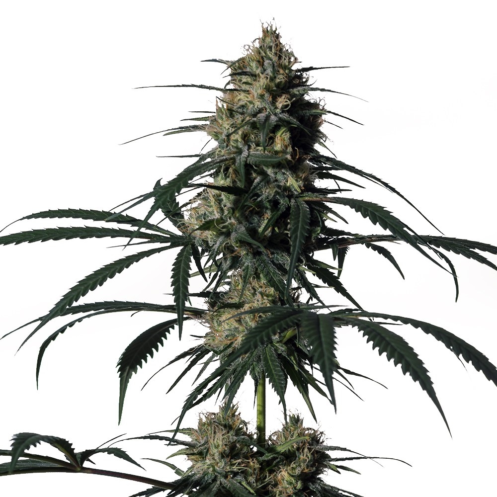 Green Doctor (GD-1) Marijuana Seeds