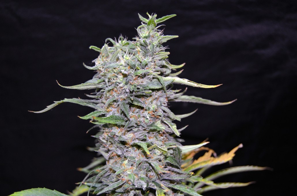 Green Power XL by Green Bud Seeds