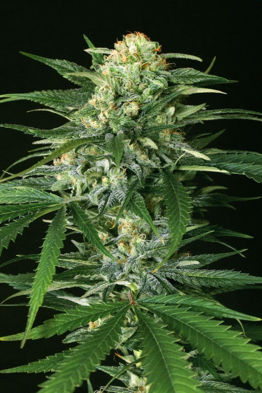 Gypsy Widow by Exotic Seed