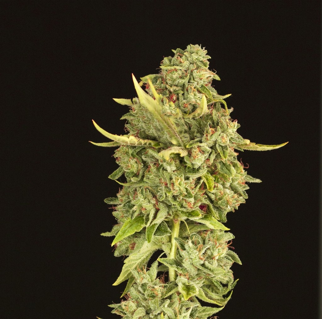 Hell’s Bells by The Devils Harvest Seeds