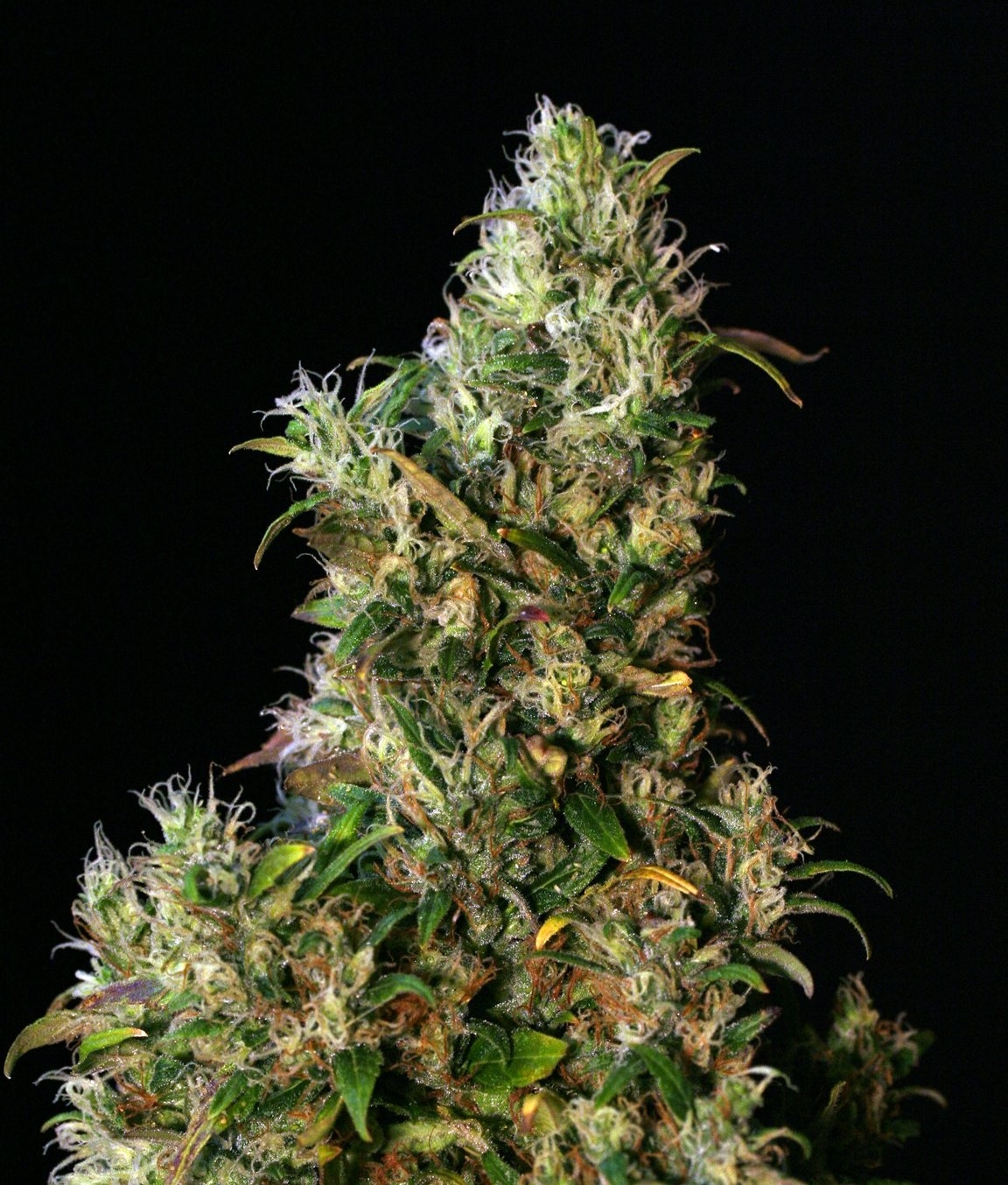 High Level Marijuana Seeds