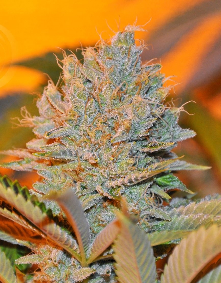 Highlander Marijuana Seeds