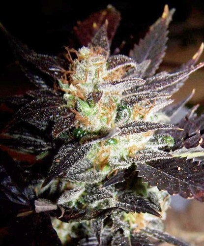 Hippy Private Stash Marijuana Seeds