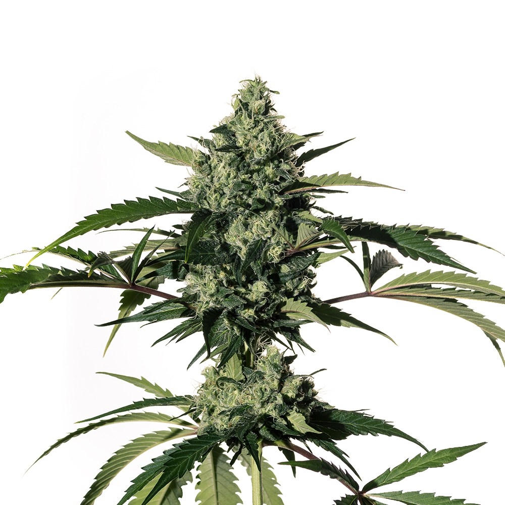 Hiydrow (HY-1) Marijuana Seeds