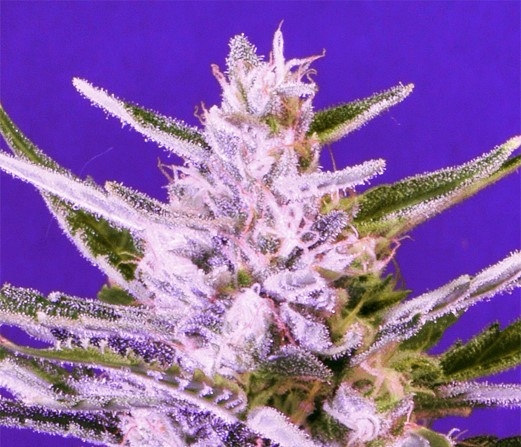 Ice Bomb by Bomb Seeds