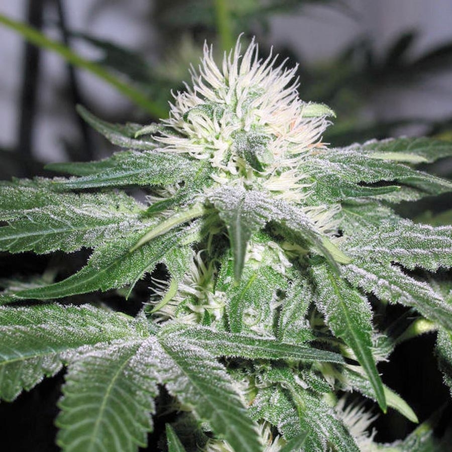 ICE by Female seeds