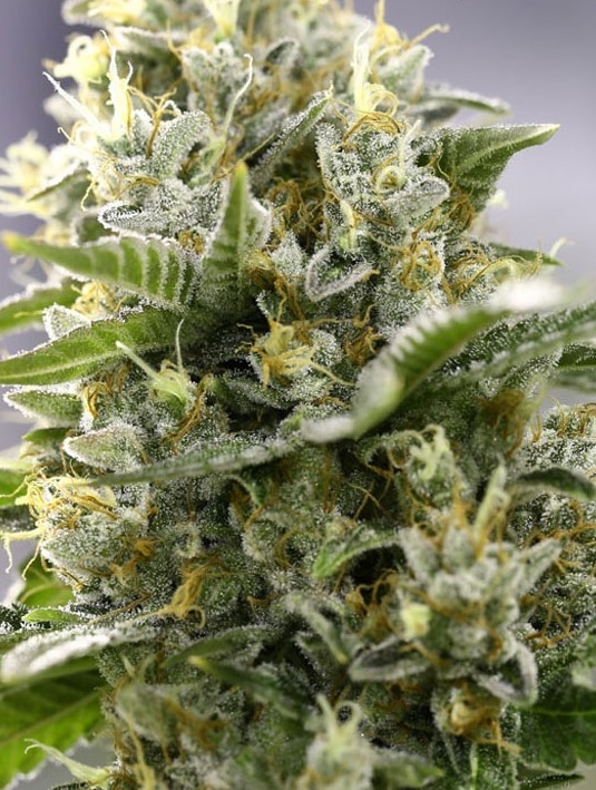 Iceberg Marijuana Seeds