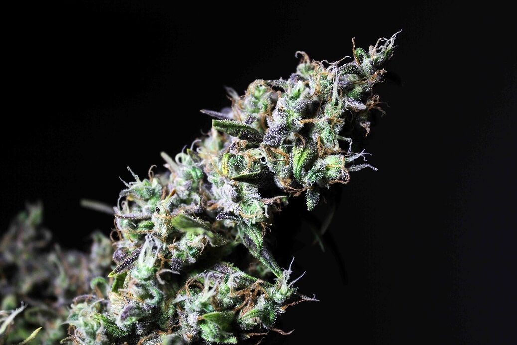 Icer Marijuana Seeds