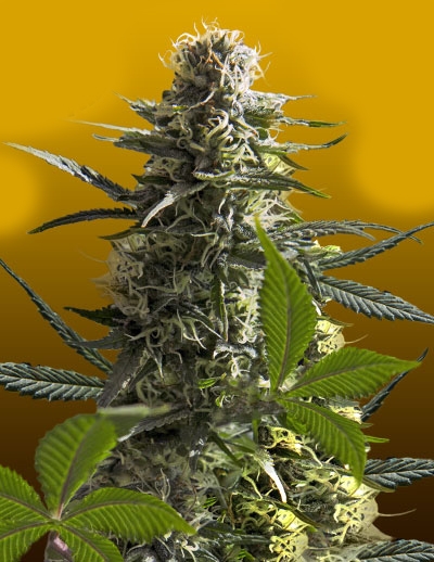 Jack Herer Auto by Crop King Seeds