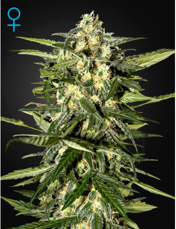 Jack Herer Auto by Green House Seeds