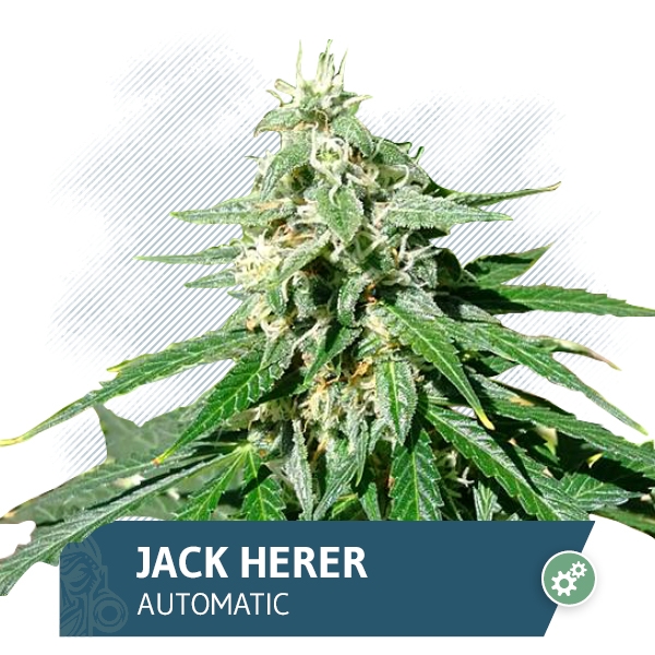 Jack Herer Automatic Marijuana Seeds