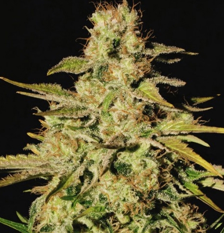 Jacky White Marijuana Seeds