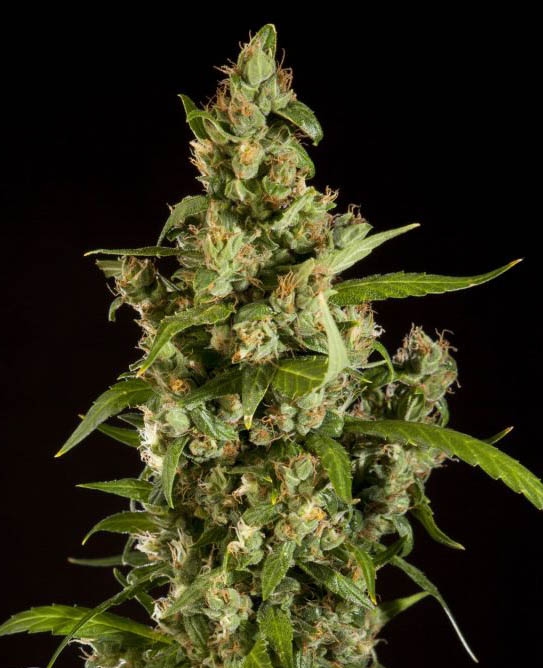 Jamaican Blueberry BX Marijuana Seeds