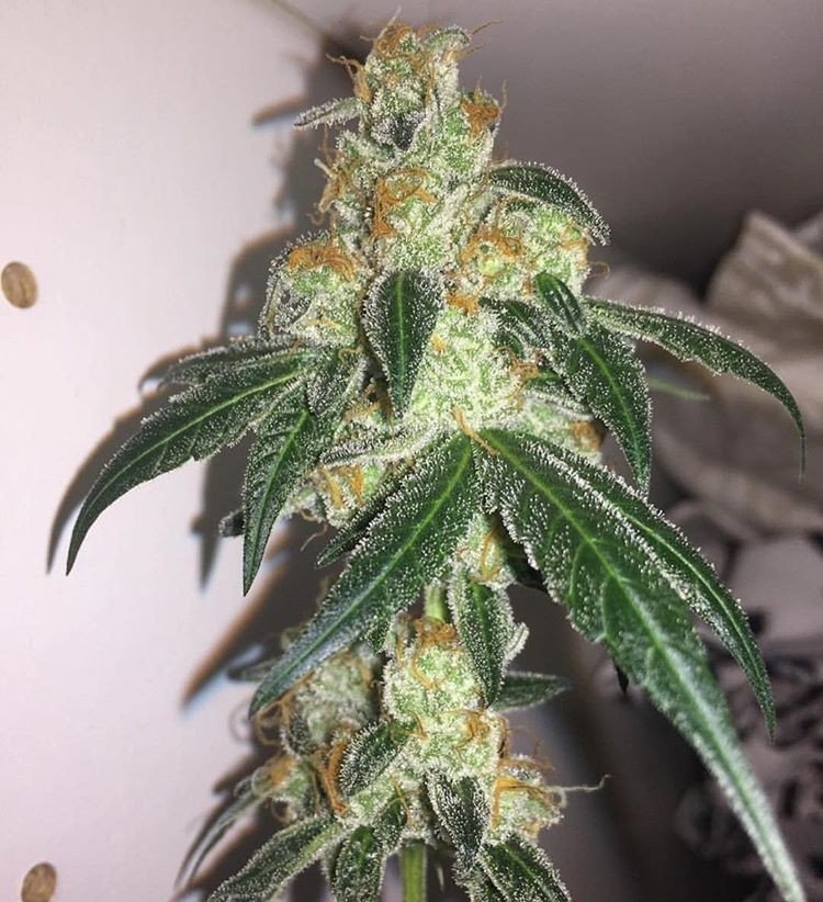Jersey Mike by Dungeons Vault Genetics