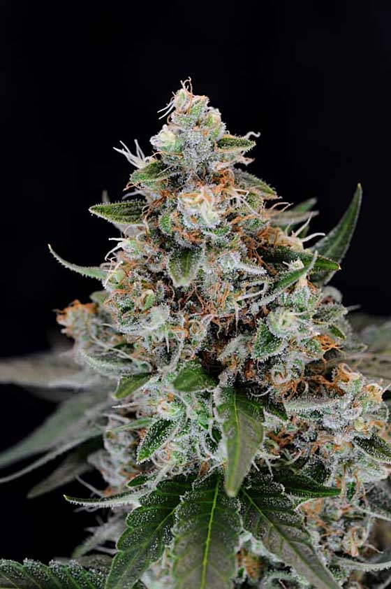 Jillybean by TGA Genetics Subcool Seeds